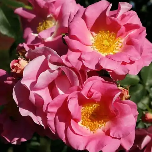 Trandafir cu parfum discret - Trandafiri - Neon ® - 